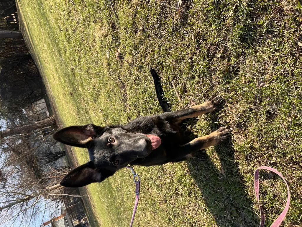 Bi Colour Male Available DM Clear Nice Pedigree