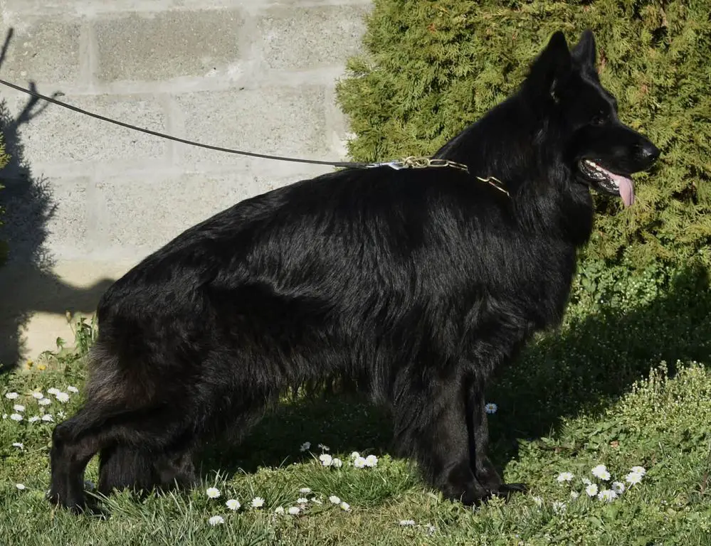 Black long hair male VA2 Marcello's son