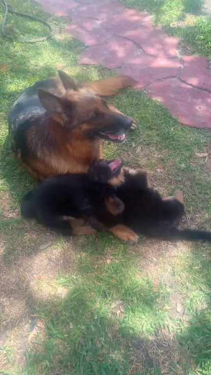 German Shephard Female Puppies For Sale!