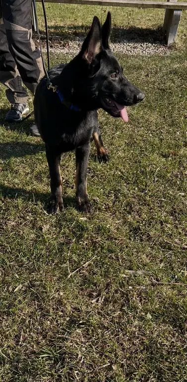 Dark Bi Colour Male Available