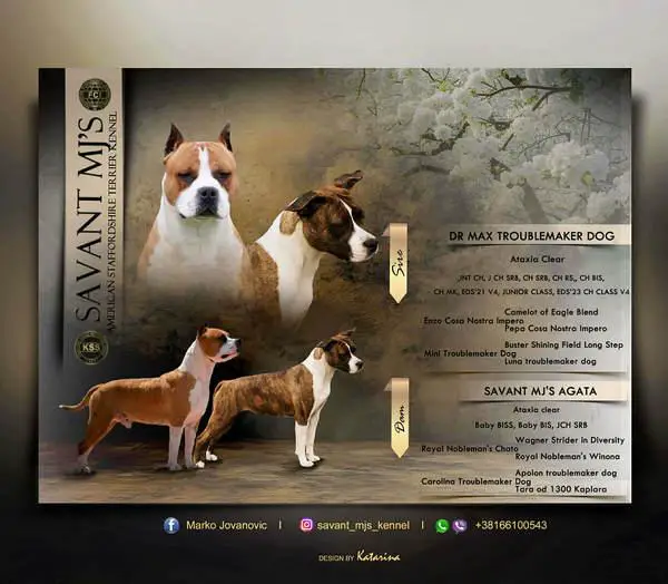 American Staffordshire Terrier puppies