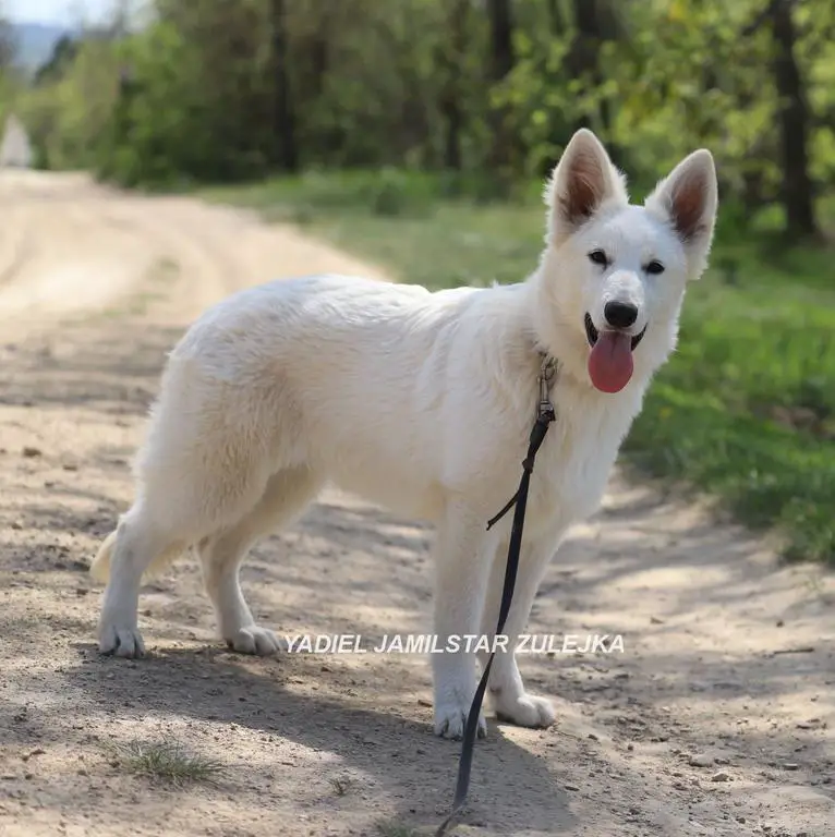 YADIEL JAMILSTAR  / Z  LITTER white girl