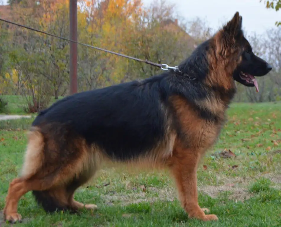 VA1 Mongrif legacy granddaughter