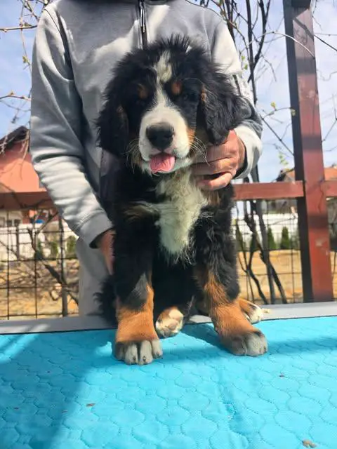Bernese mountain dog puppies