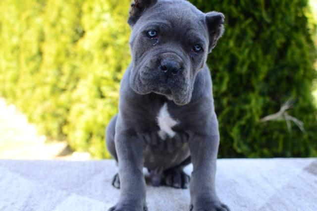 Cane Corso, female and male