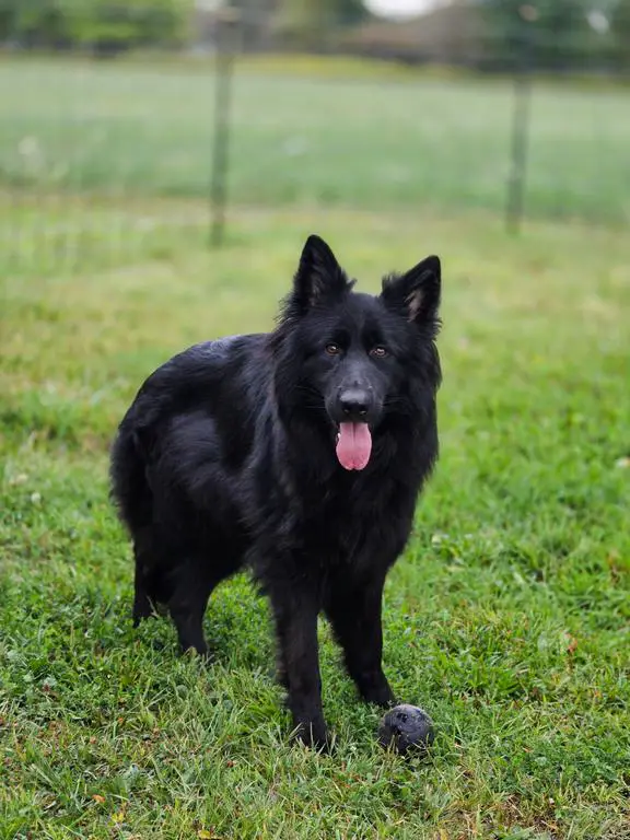 Solid black long haired female