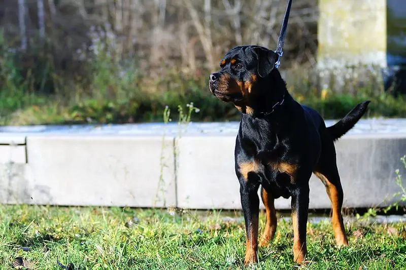 ADRK Rottweiler female Pink Paper BH, ZTP, IGP II,