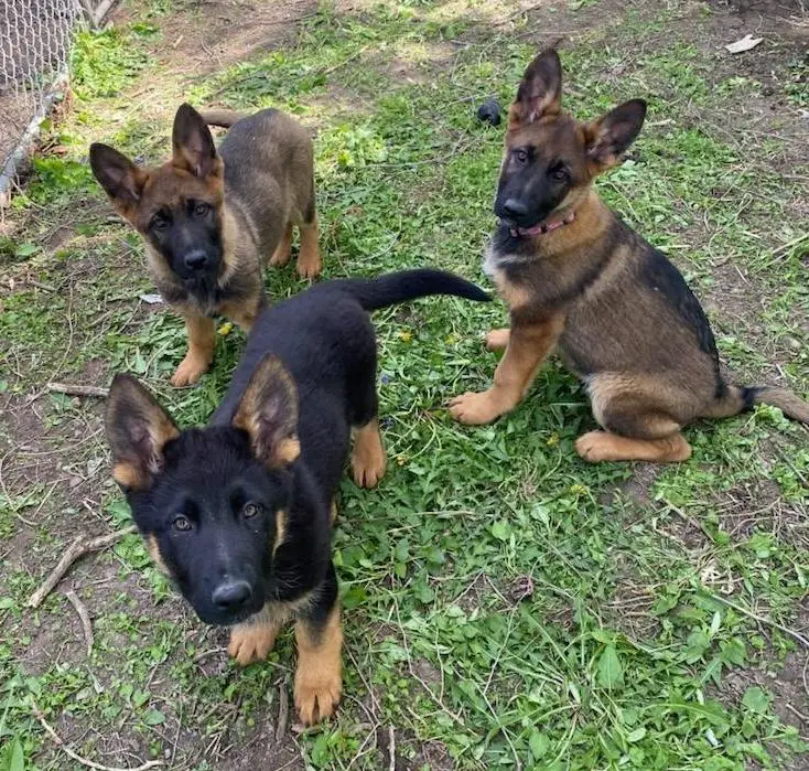 Czech x WSGL MALE puppies in Illinois