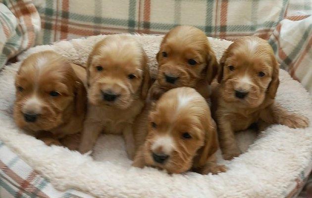 English Cocker Spaniel puppies