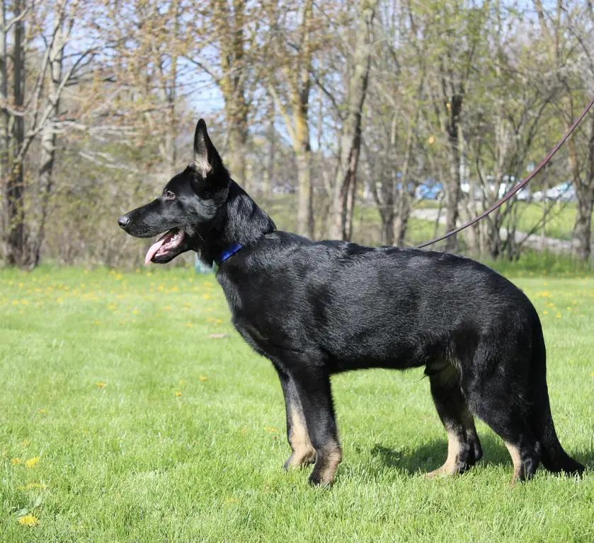 Dark Bi Colour Male