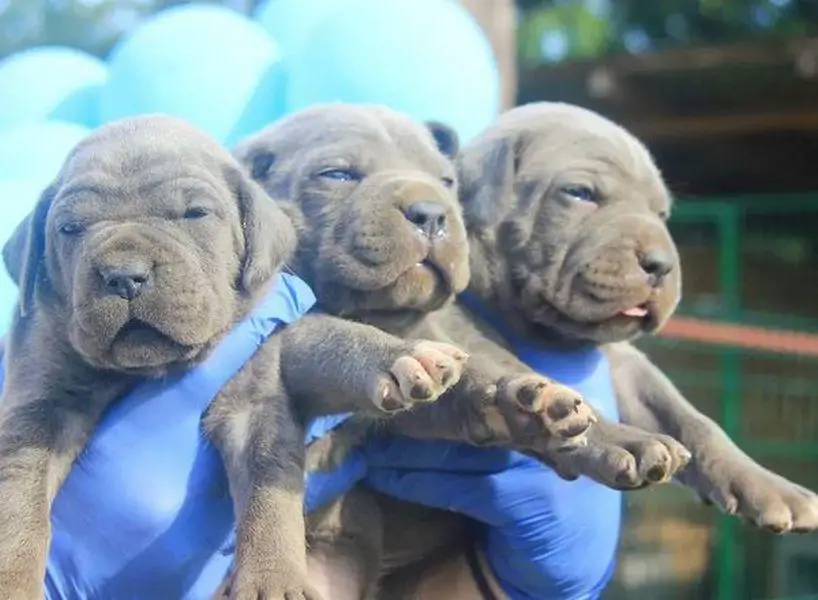 Cane Corso puppies