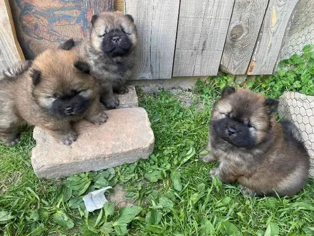 Chow Chow puppies