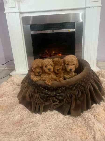 Extra small toy poodles