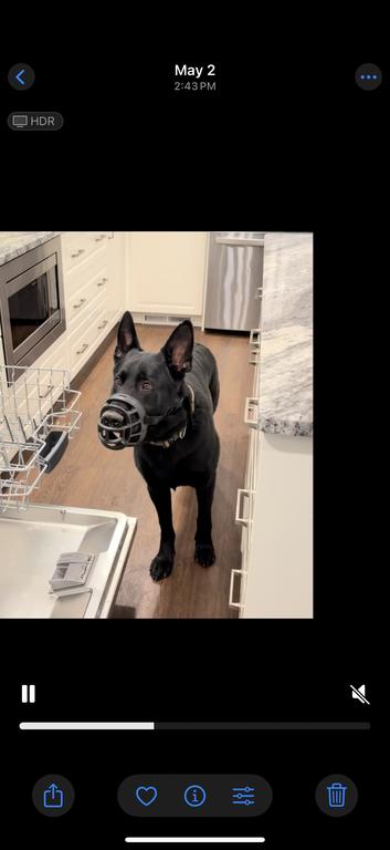 Serious Working Prospect – Solid Black GSD Male