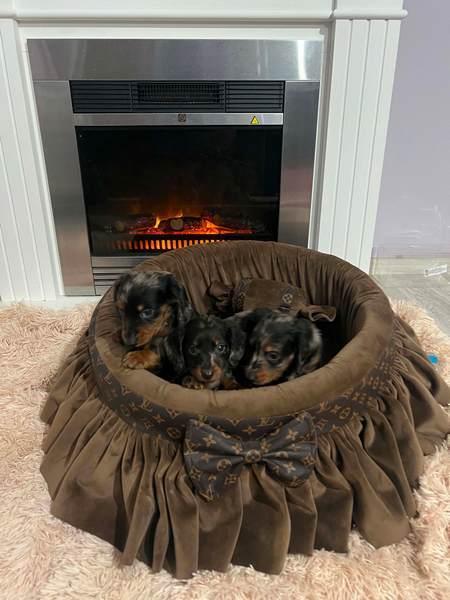 Long-haired dwarf dachshunds in merle color