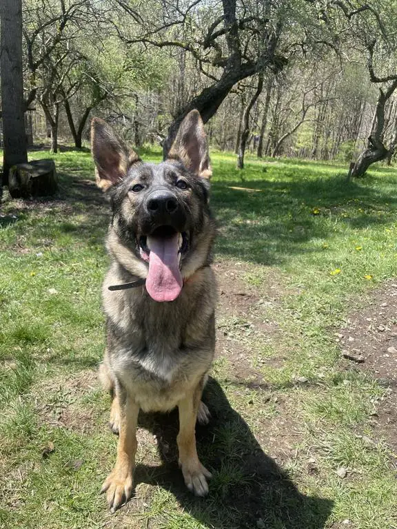 1 year old working-line female