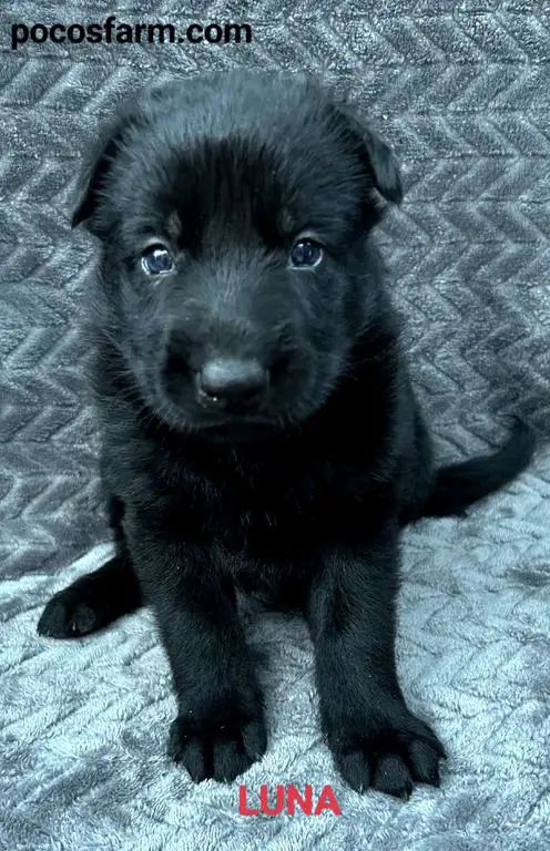 AKC CMKU/DDR puppies