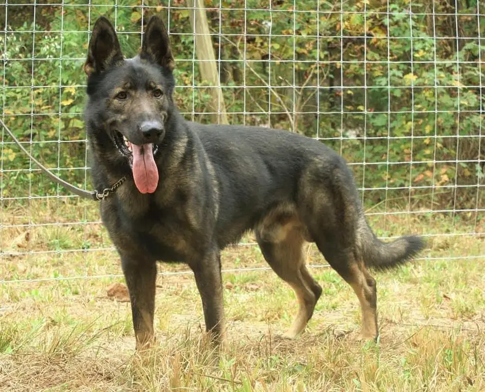 7yr old Czech Import