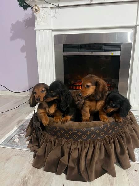 Long-haired dwarf dachshund, puppies