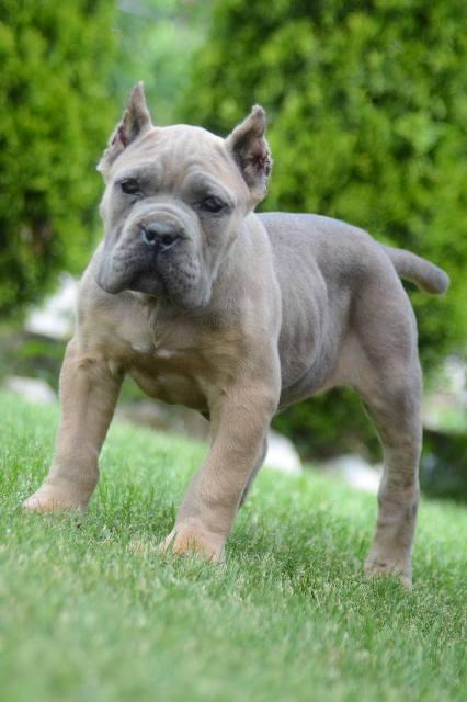 Cane Corso, top quality puppies