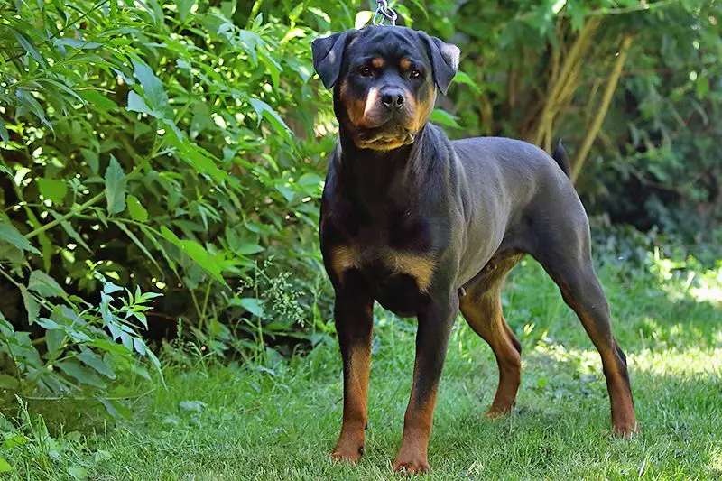 ADRK Rottweiler female soon in heat