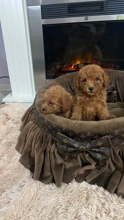 Small toy poodles, beautiful