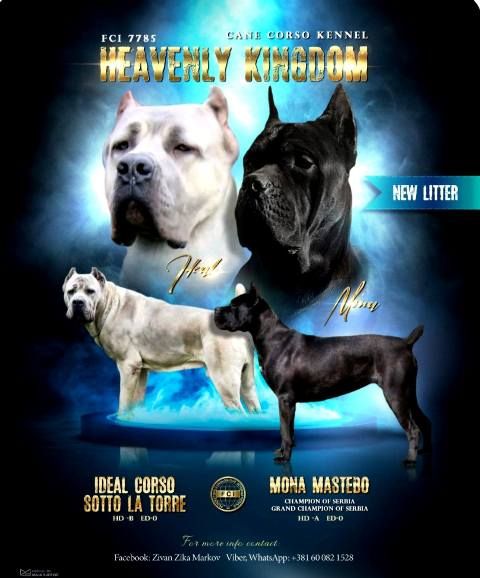 Cane Corso puppies