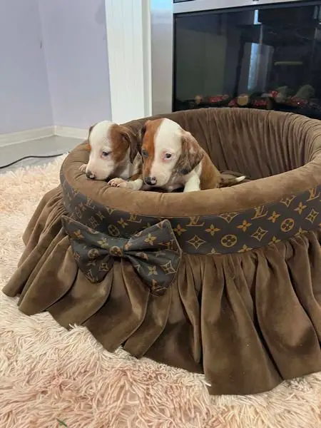 Dwarf Shorthair Dachshunds Extra Mini