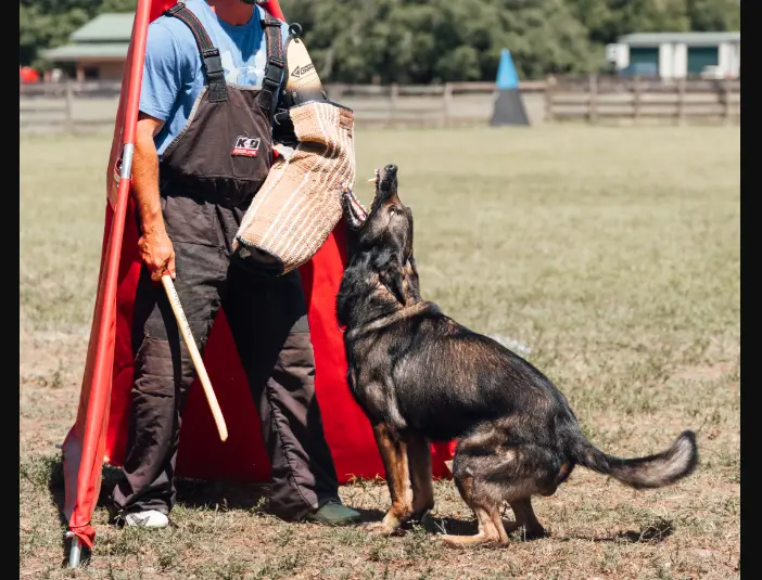 IGP3 Dark Sable German Shepherd Stud
