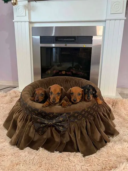 Short-haired Dachshunds