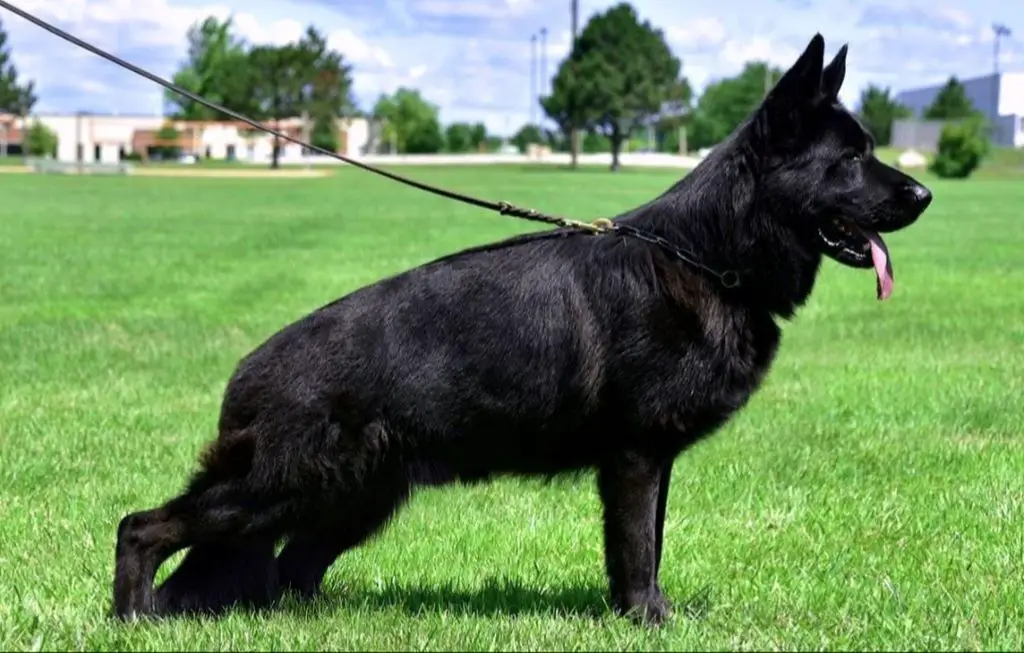 Solid black female puppy