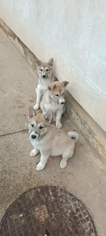 West Siberian Laika puppies
