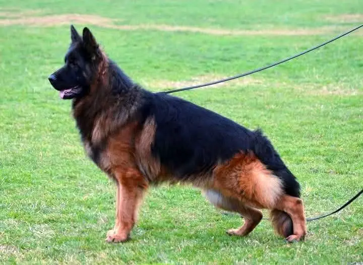 Male for sale