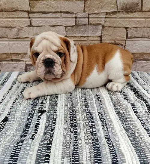English bulldog