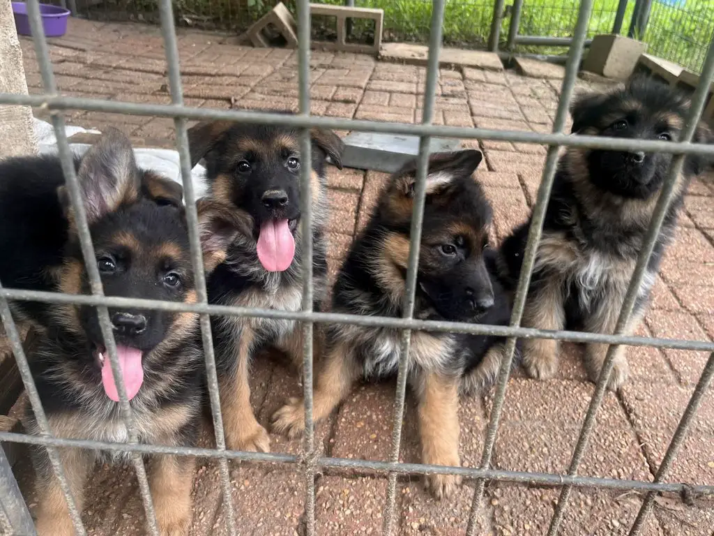 AKC West German puppies