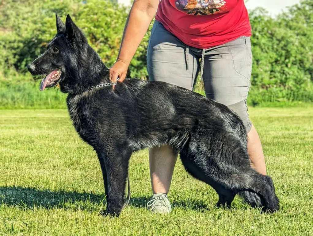 Imported male full black 11 months old super for i