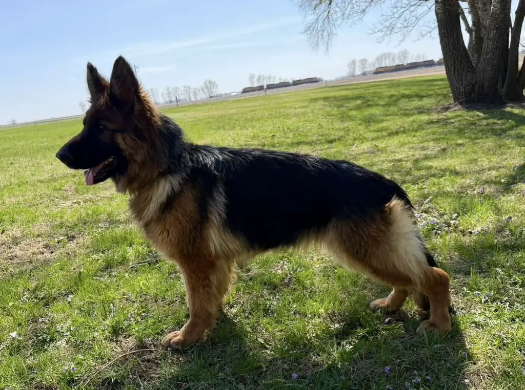 Adult Female for sale