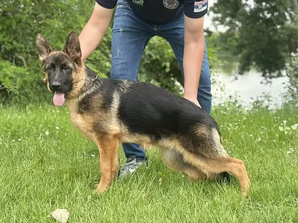 Female GERMAN SHEPHERD puppy