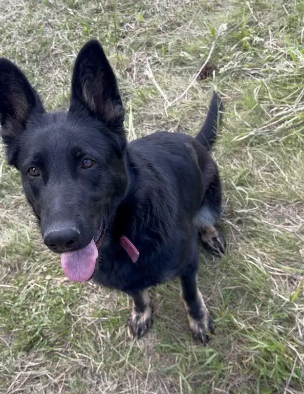 Fancy 9 month old female