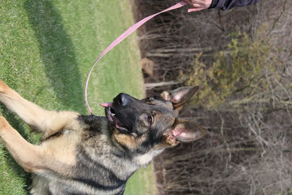 Female Available Sable