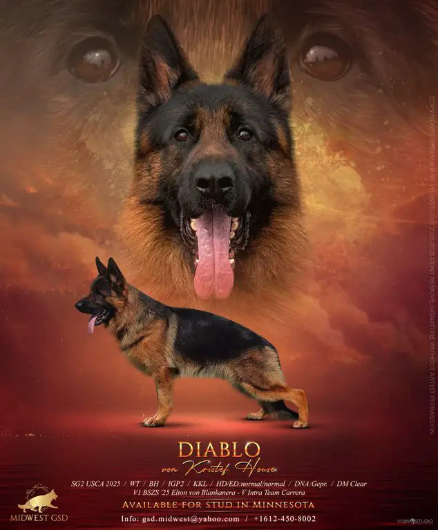 V.Diablo Vom Kristef House ( Elton son )