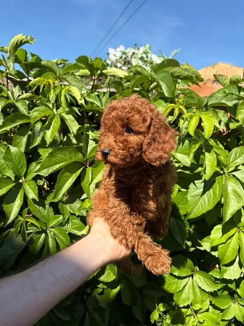 BEAUTIFUL RED MINI POODLES