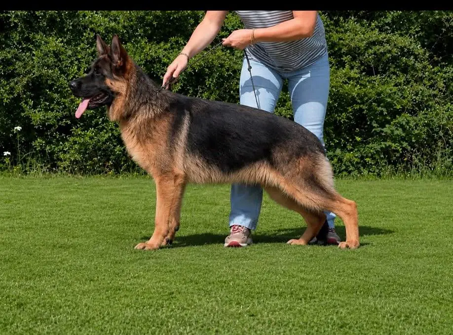 Sam Von Dakota son for sale, high quality