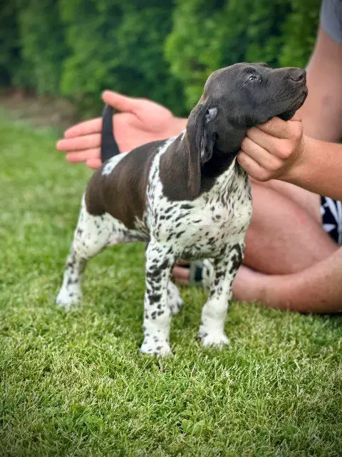 German Shorthaired Pointers, female puppies