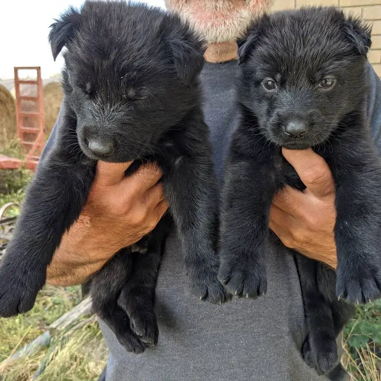 Black male GSD puppies