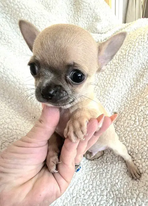 Top quality EXTRA MINI Chihuahua puppies