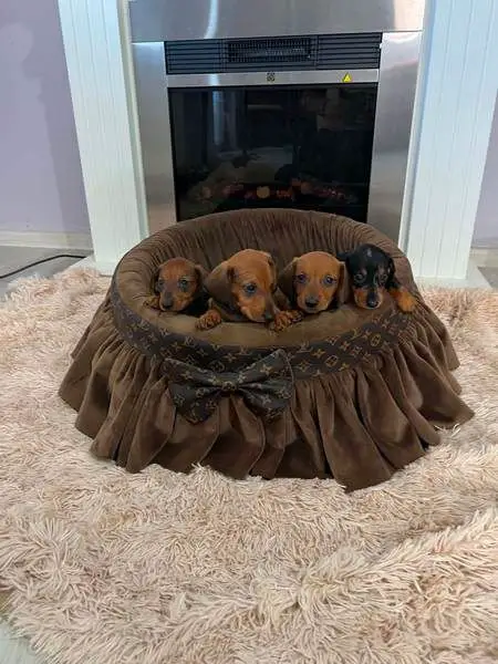 Dwarf Shorthair Dachshunds
