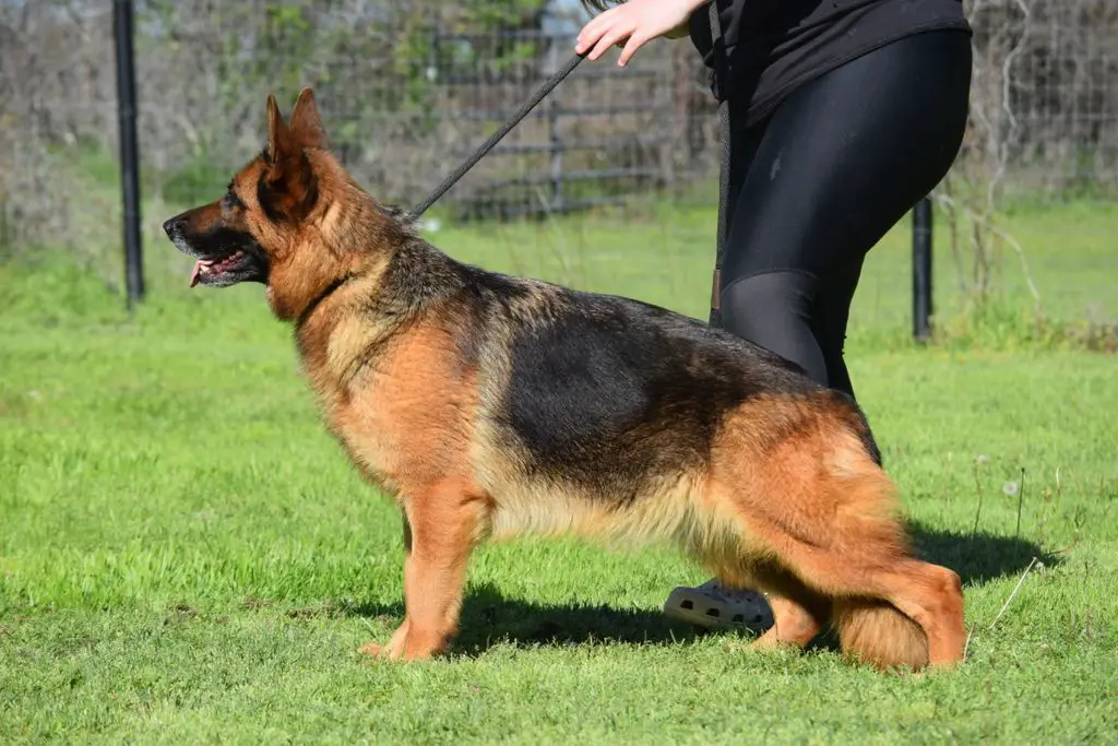 Kennel reduction