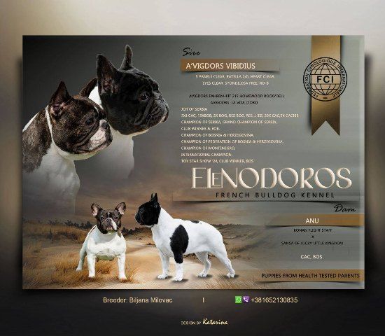 TOP-QUALITY FRENCH BULLDOGS – reservations in prog