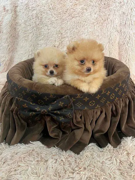 Top quality pomeranians